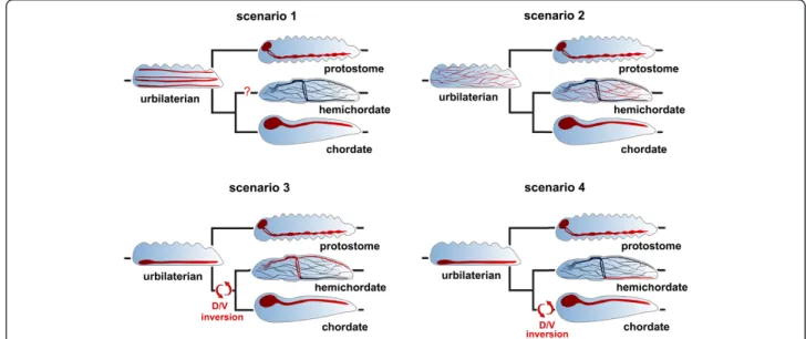 Figure 1 Four scenarios for evolution of central nervous systems in bilaterians. In scenario 1, the urbilaterian had multiple nerve cords, one of which evolved into the dorsal central nervous system (CNS) of chordates, while another nerve cord evolved into