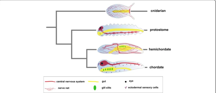 Figure 2 Comparison of metazoan body plans. A typical cnidarian polyp, a generalized protostome, hemichordate and chordate and their phylogenetic relations are shown