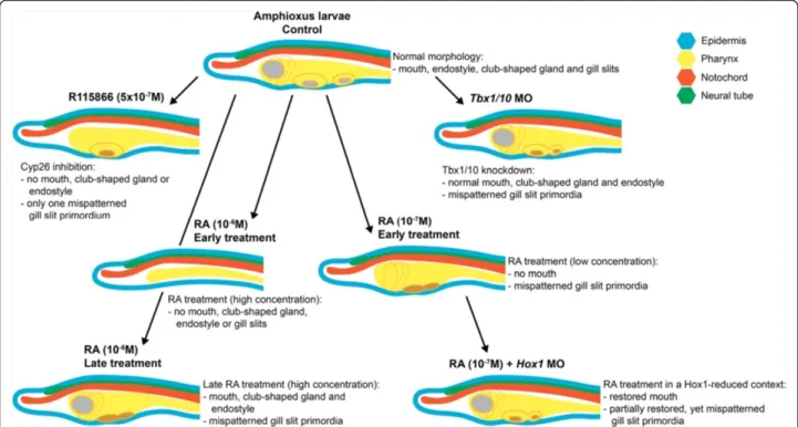Figure 6 Tbx1/10 function is required for gill slit formation in the amphioxus pharynx