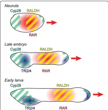 Figure 8 Stage-dependent functions of retinoic acid (RA) signaling during amphioxus pharyngeal development.
