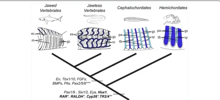 Figure 9 Evolution of pharyngeal patterning in deuterostomes. The last common ancestor of all deuterostomes possessed a segmented pharynx with alternating pharyngeal arches and tongue bars and with an extracellular collagenous skeleton secreted by endoderm