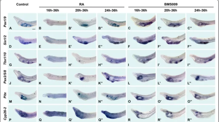 Figure 3 Molecular characterization of retinoic acid (RA) signaling functions during amphioxus pharyngeal development