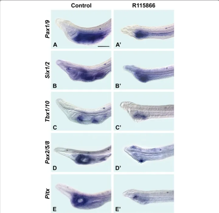 Figure 4 Cyp26 function is required for patterning the amphioxus pharynx. The anterior portions of larvae at 36 hours post fertilization (hpf) are shown in lateral views (with anterior to the left)