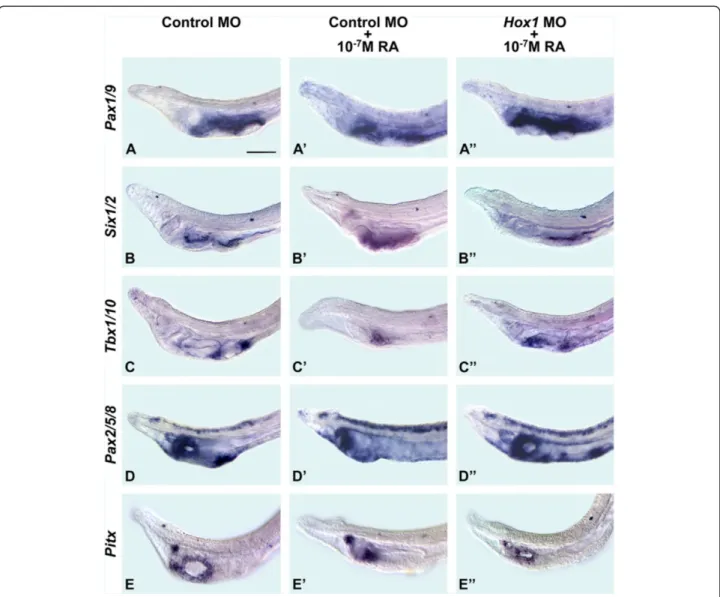 Figure 5 Amphioxus pharyngeal development depends on retinoic acid (RA) signaling for both anterior-posterior regionalization and morphogenesis