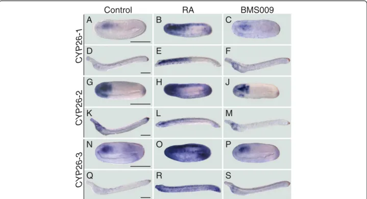 Fig. 5 Spatial changes of amphioxus CYP26 expression in response to retinoic acid (RA) signaling alterations