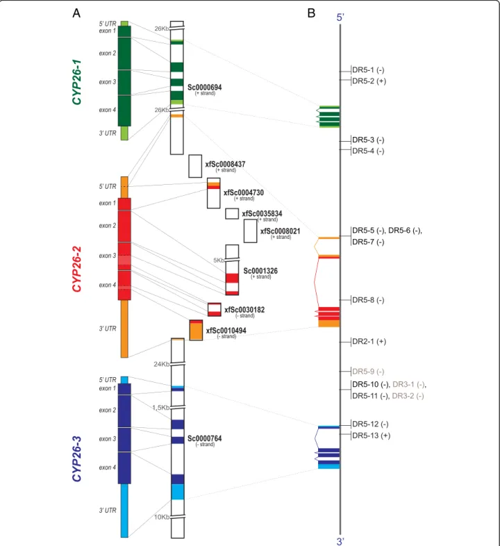 Fig. 7 Organization and distribution of conserved retinoic acid response elements (RAREs) in the amphioxus CYP26 cluster