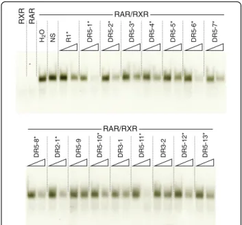 Fig. 8 In vitro validation of putative retinoic acid response elements (RAREs) in the amphioxus CYP26 cluster