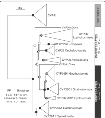 Fig. 1 Phylogenetic analysis of the CYP26 subfamily. Diagrammatic summary of Bayesian Inference (BI) and Maximum Likelihood (ML) analyses of the phylogenetic relationships within the CYP26 subfamily, with CYP51 used as outgroup