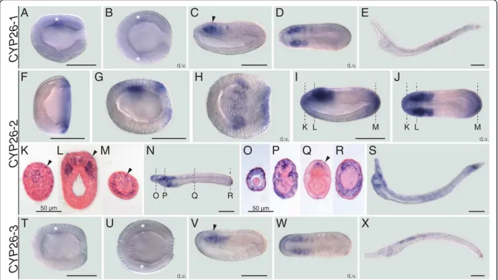 Fig. 2 Developmental expression patterns of amphioxus CYP26 genes. Whole mount in situ hybridization experiments were carried out for CYP26- CYP26-1 (a-e), CYP26-2 (f-s), and CYP26-3 (t-x)