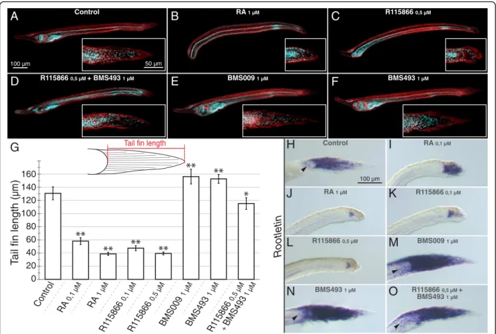Fig. 3 Effects of retinoic acid (RA) signaling alterations on the development of amphioxus