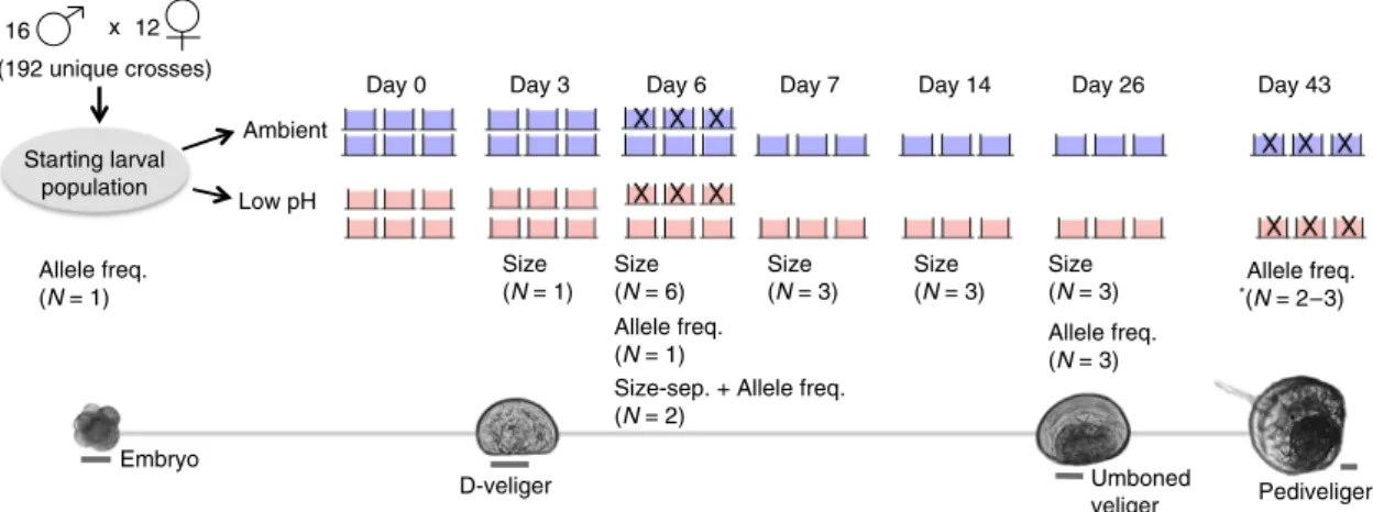 Fig. 1 Experimental schematic. Pictures of larvae at key developmental points, cross design, and replication and sampling strategy throughout the experiment