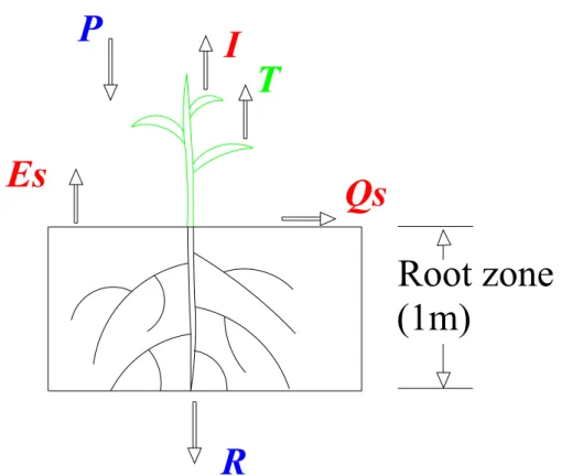 Figure 6. Conceptual model for rainfall partitioning in maize 