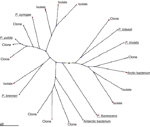 Fig. 1. Comparison of strains obtained by culturing (labelled “Isolate”) with those obtained by direct DNA-based analysis (labelled “Clone”) of a Scottish cloud sample