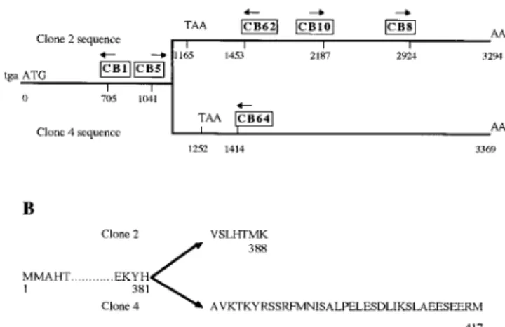Figure 2. The two different cyclin B mRNAs found in S. granu- granu-laris. (A) schematic representation of the cDNAs