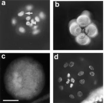 Figure 7. Acquisition of a G2-phase in micromeres is under ma- ma-ternal control and coincides with accumulation of CBsv