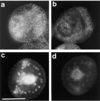 Table I. CB Microinjection Advances, and CBsv  Microinjection Delays Initial Steps of Hormone-induced  Meiosis Reinitiation in Starfish Oocytes