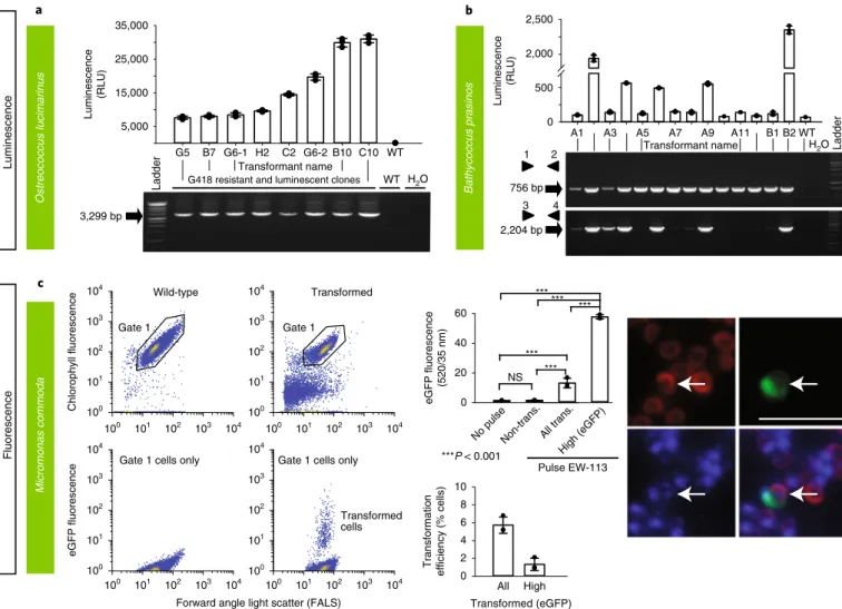 Fig. 3 | Various methods were used to demonstrate successful transformation in different archaeplastid species: luminescence and fluorescence
