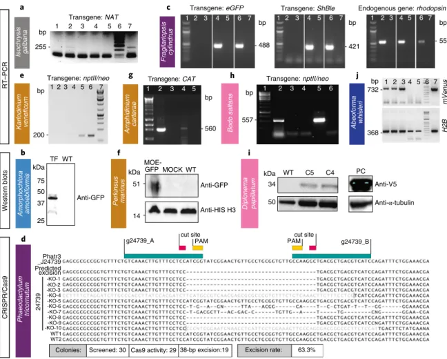 Fig. 4 | Various methods were used to demonstrate successful transformation in different species: Rt–PCR, western blot and sequencing