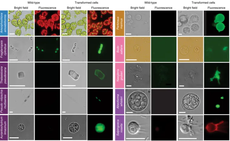 Fig. 2 | epifluorescence micrographs of transformed marine protists. Representative images of transformants and wild-type cell lines of ten selected  protist species