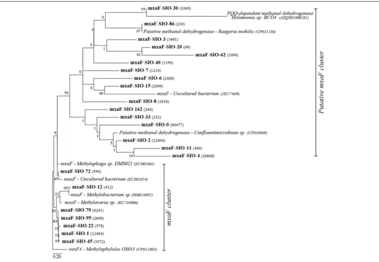 FIGURE 6 | Maximum likelihood tree of the main mxaF sequences (OTU 0.77 ), number of reads per OTUs are represented in parenthesis
