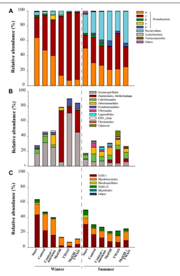 FIGURE 4 | Relative abundance of the main bacterial phyla and subclasses (A), γ -Proteobacteria (B) and α -Proteobacteria (C) in winter and summer experiments