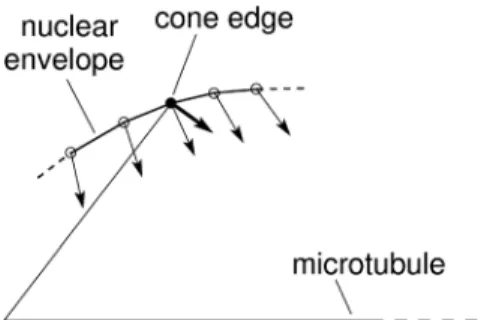 Fig. 6 Schematic representation of node movements in the vicinity of the cone edge (see Fig