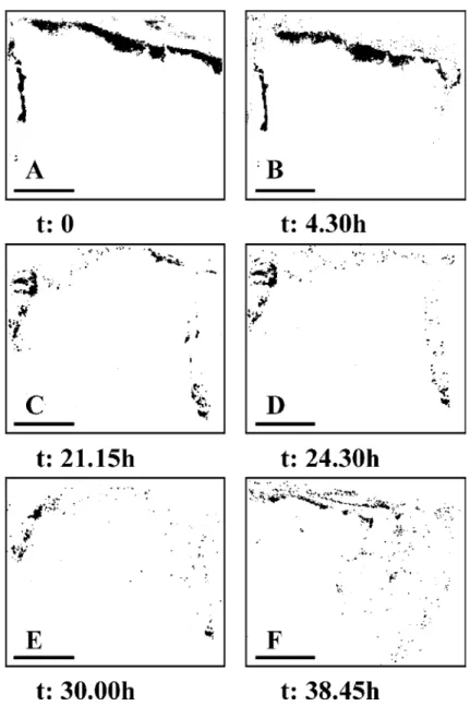 Fig. 3. A. filiformis (S5) and two-dimensional optical luminophore method. Sequence of images (i.e