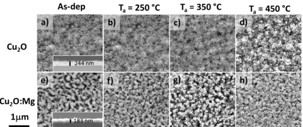 Figure 3 SEM micrographs of Cu 2 O and Cu 2 O:Mg thin films. Top views of as-deposited film with cross- cross-section in inset: Cu 2 O in a) and Cu 2 O:Mg in e)
