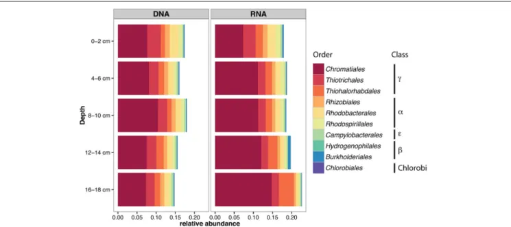 FIGURE 3 | Relative abundance of bacterial orders comprising S-oxidizers in 16S rRNA amplicon libraries from different depths in July at Site 2, in the DNA and RNA fractions.