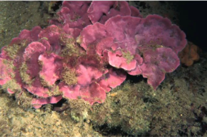 Figure 1. The crustose coralline alga Lithophyllum cabiochae. Photo by David Luquet.