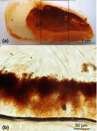 Fig. 1. Rimicaris exoculata. (a) Inner side of the branchiostegite (left side) of premoult spec- spec-imen in moult stage D1 ′′′ exhibiting a dense and uniform coating of mineral deposits