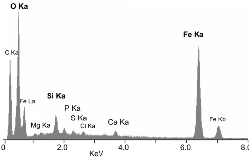 Fig. 6. Elemental X-ray microanalyses of the mineral crust of Rimicaris exoculata. (a) A typical spectrum obtained on mineral particles of up to 2 µm diameter