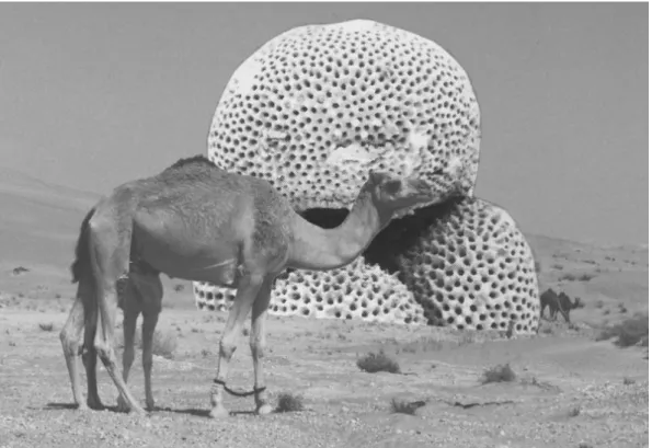 Figure 7: Find of a giant planktonic foraminifer in a remote area of the Middle East. An obvious montage made with  a common photo editor