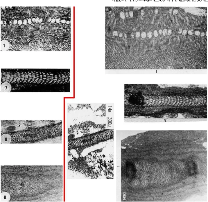 Figure 1: Left side: 4 images duplicated by I MAM  (1996a); right side: original images from J OHNSON  (1954, 1961)  and Y OUSSEF  et alii (1988)