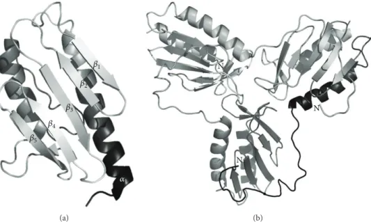 Figure 1: Structures of the frataxin monomer and trimer, denoting the typical 