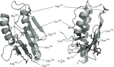 Figure 2: Mapping of amino acids mutated in FRDA compound heterozygous patients. FRDA mutations indicated on the human frataxin structure (PDB: 3S4M): Lys106Ser, Asp122Tyr, Gly130Val, Asn146Lys, Gln148Arg, Ile154Phe, Trp155Arg, Leu156Pro, Arg165Cys, Trp173