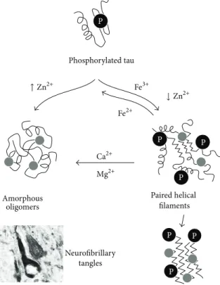 Figure 2: Modulation of tau aggregation by metal ions. Hyperphosphorylated (P) tau undergoes aggregation, which is influenced by metal ion binding