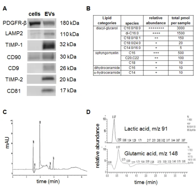 Figure 2 : Detection of specific proteins and small molecule metabolites in EVs:  (A) Western blot assays to confirm the  presence of exosome/EV specific markers 