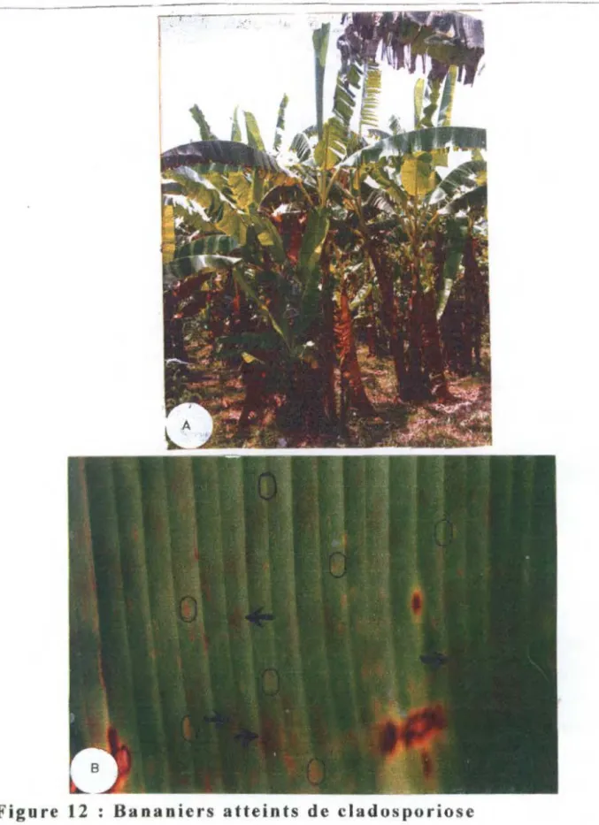 Figure  12  Bananiers  atteints  de  cladosporiose 