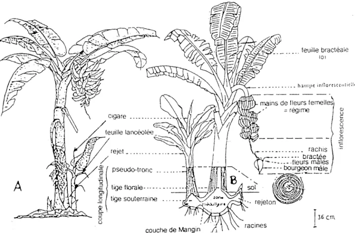 Figure  4:  Vue  schématique  de  bananiers, de  leurs  rejets  et  .de  leurs  feuilles 