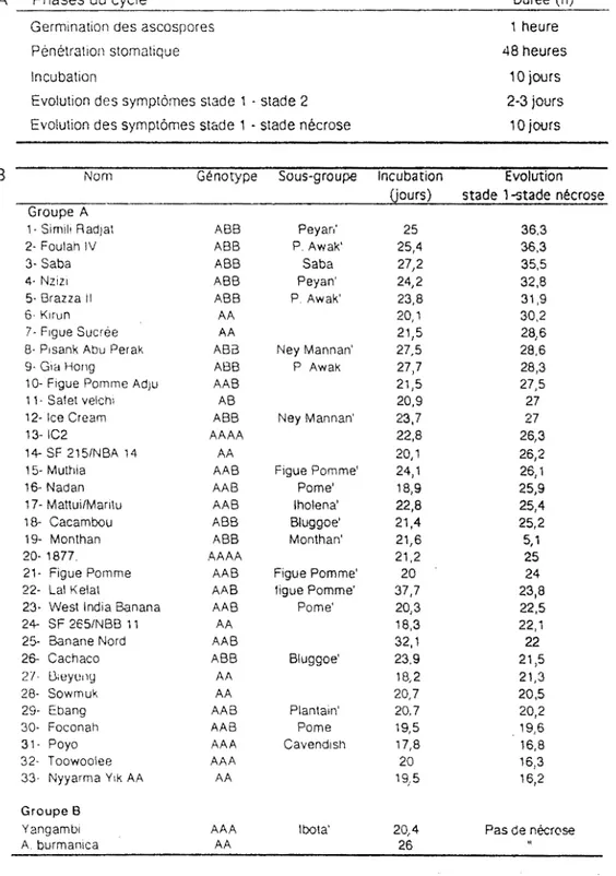 Tableau  II  Cycle  biologique  d(~  Mycosphaerella  fijiensis  A  :Evaluation  de  la  durée  minimale  des 