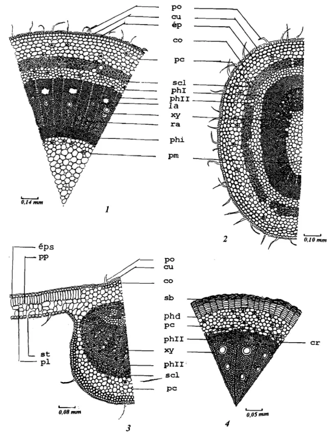 Fig. 6: Combretum aculeatum; coupes transevrsales des organes végétatifs: 1: la lige; 2: le pétiole: 3: le limbe;