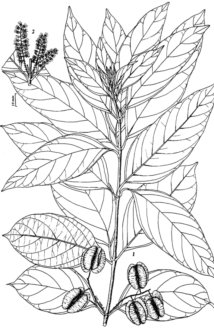 Fig. 7: Combrdum c:ollinum - 1: rameau fructifère; 2: inflorescences