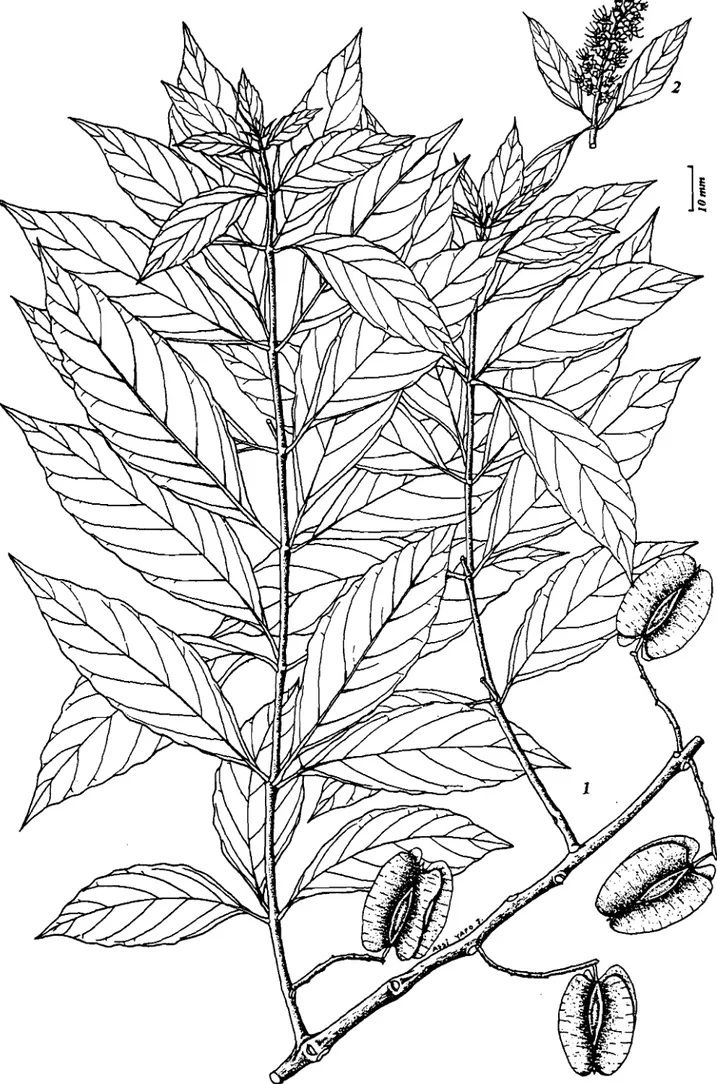 Fig. 9: Combretumfragrans - 1: rameau fructirert:; 2: inflort:sctmœ