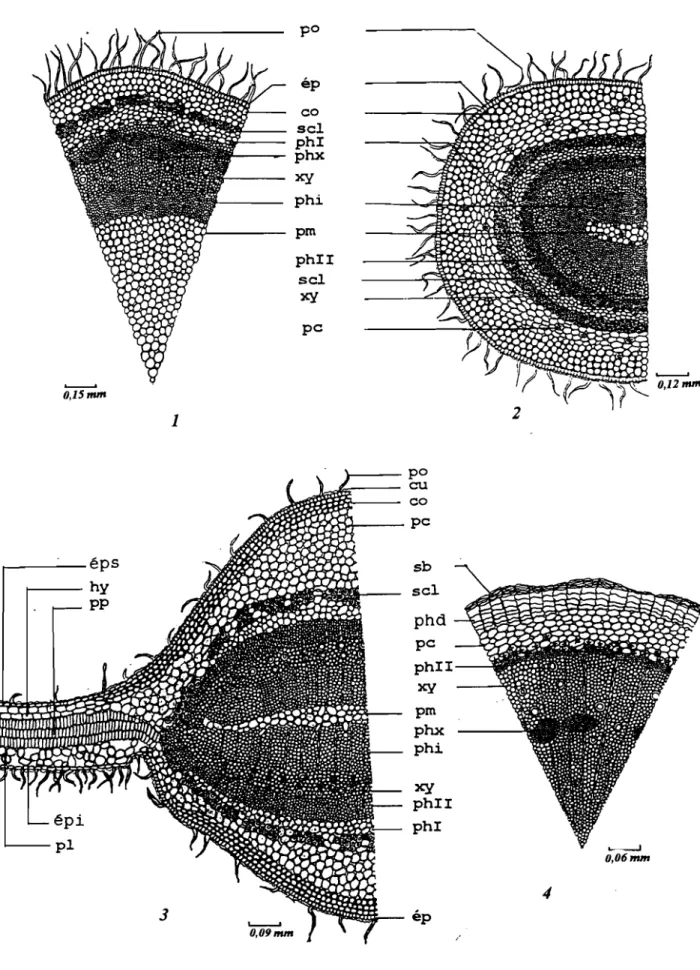 Fig. 12: Combretum glutinosum; coupes transevrsales des organes végétatifs: 1: la tige: 2: le pétiole;