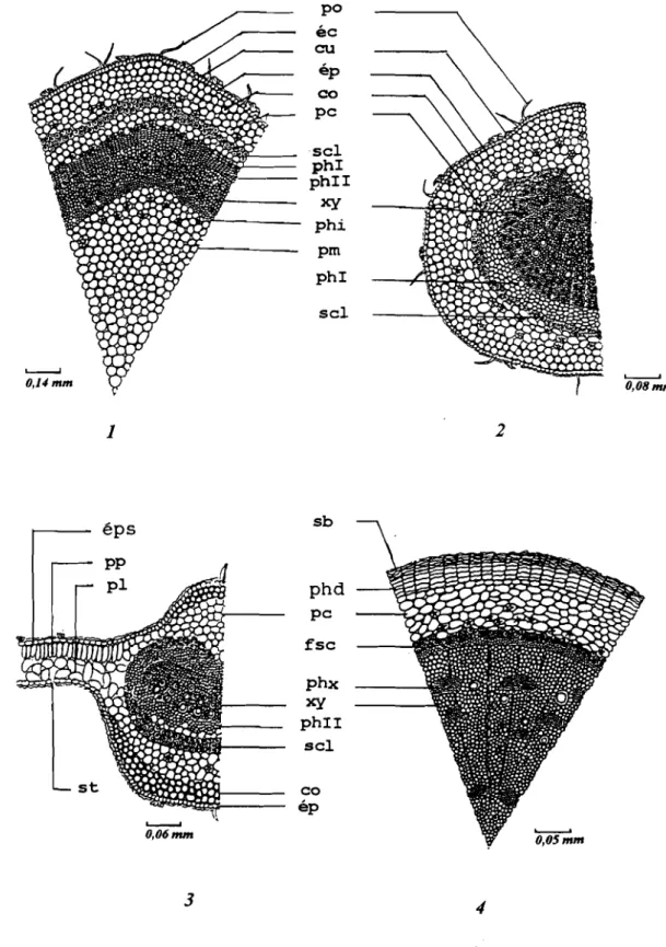 Fig. 14: Combreium micranthum; coupes transevrsales des organes végétatifs: 1: la tige; 2: le pétiole;