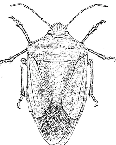 Figure 86 Green vegetable bug,  Nezara vindula  (Pentatorn1dae)  Adult  1P  Kayser) 