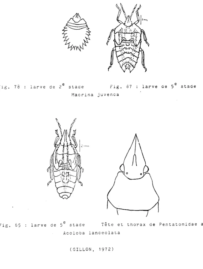 fig.  65  larve  de  5  e  stade  Tête  et  thorax  de  Pentatomidae  adultes  Acoloba  lanceolata 