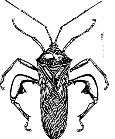 Figure 70 Tip wilter,  Anoplocnem!S curv1pes  (Core1dae).  Adu~t  male.  (C  A  Schoeman) 