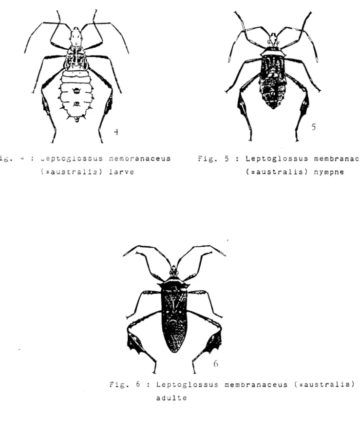 Fig.  5  Leptoglossus  membranaceus  (=australis)  nympne 